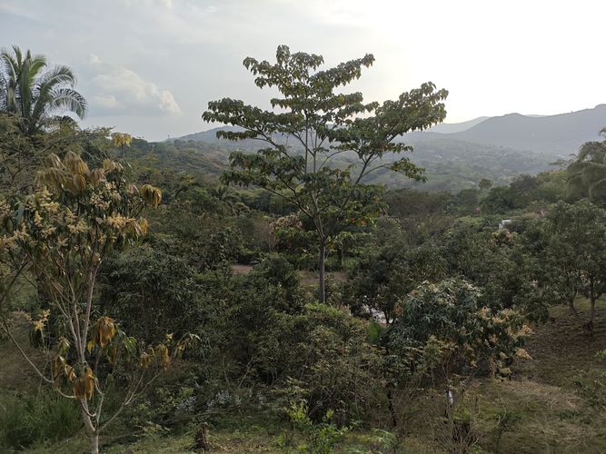 Finca en  Venta en Las mercedes, Anapoima - Miniatura 4