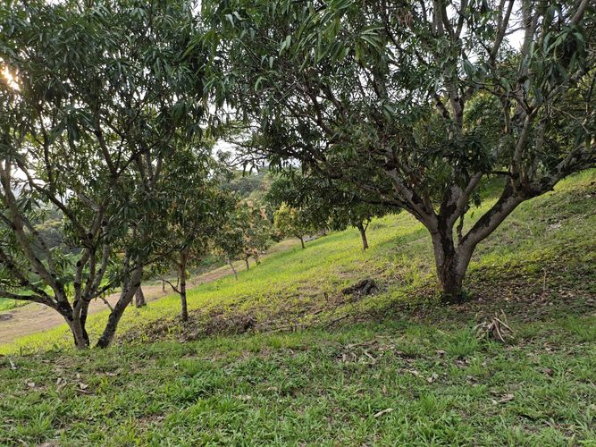 Finca en  Venta en Las mercedes, Anapoima - Miniatura 5