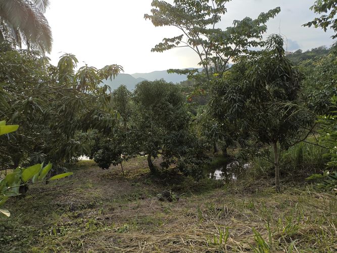 Finca en  Venta en Las mercedes, Anapoima - Miniatura 7