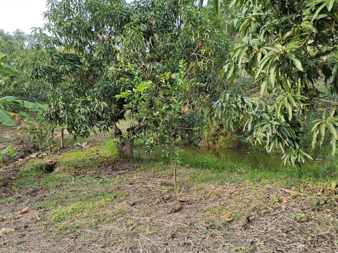 Finca en  Venta en Las mercedes, Anapoima - Miniatura 10