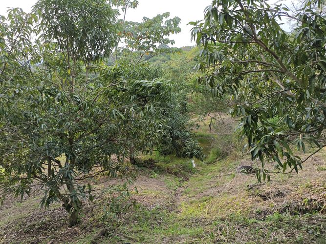 Finca en  Venta en Las mercedes, Anapoima - Miniatura 11