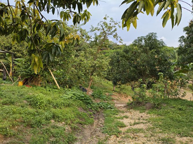Finca en  Venta en Las mercedes, Anapoima - Miniatura 12