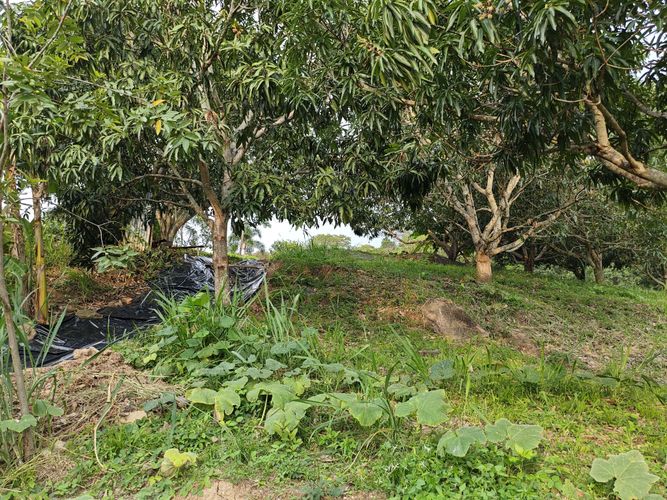 Finca en  Venta en Las mercedes, Anapoima - Miniatura 13