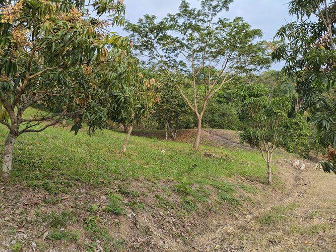 Finca en  Venta en Las mercedes, Anapoima - Miniatura 14