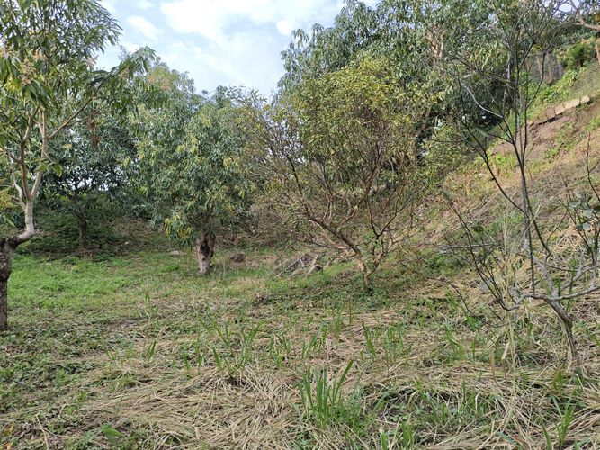 Finca en  Venta en Las mercedes, Anapoima - Miniatura 15