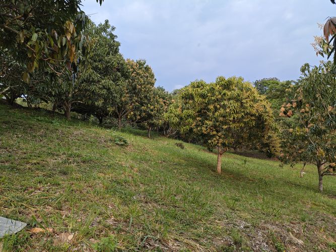 Finca en  Venta en Las mercedes, Anapoima - Miniatura 21
