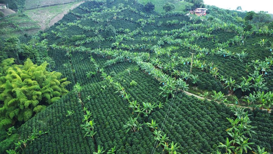 Finca en  Venta en El trebol, Chinchiná - Imagen 1