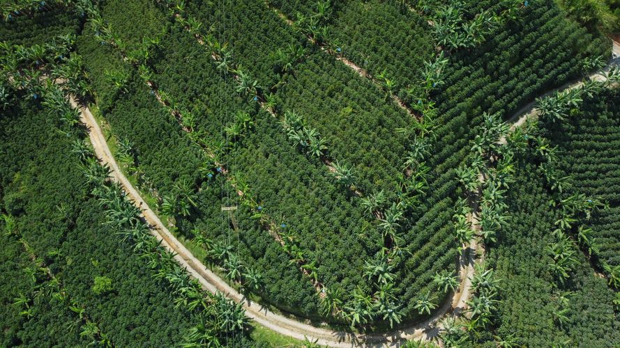 Finca en  Venta en El trebol, Chinchiná - Miniatura 2