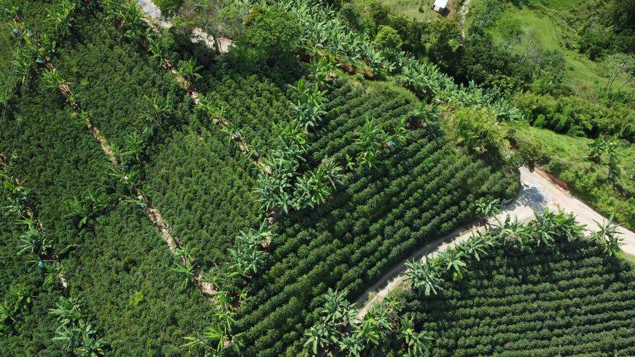 Finca en  Venta en El trebol, Chinchiná - Miniatura 3
