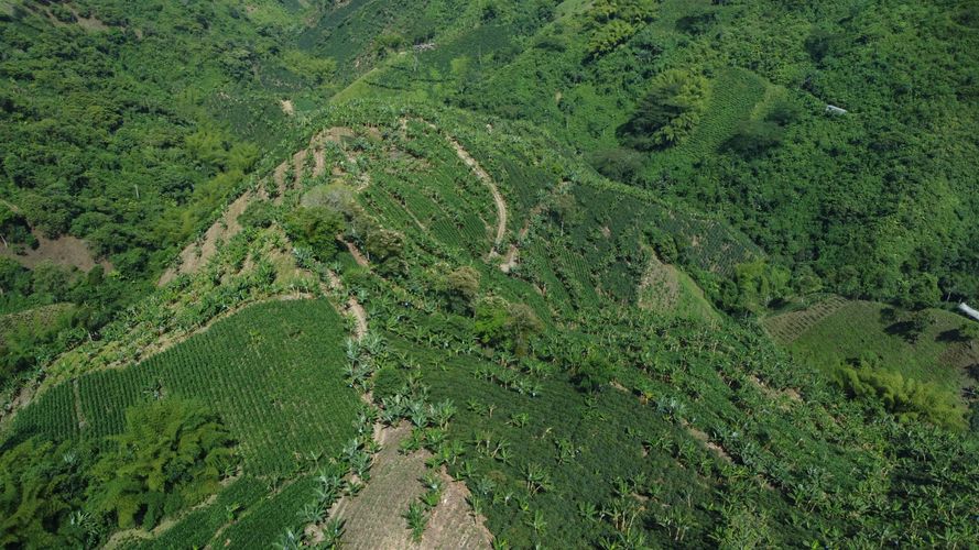 Finca en  Venta en El trebol, Chinchiná - Miniatura 4