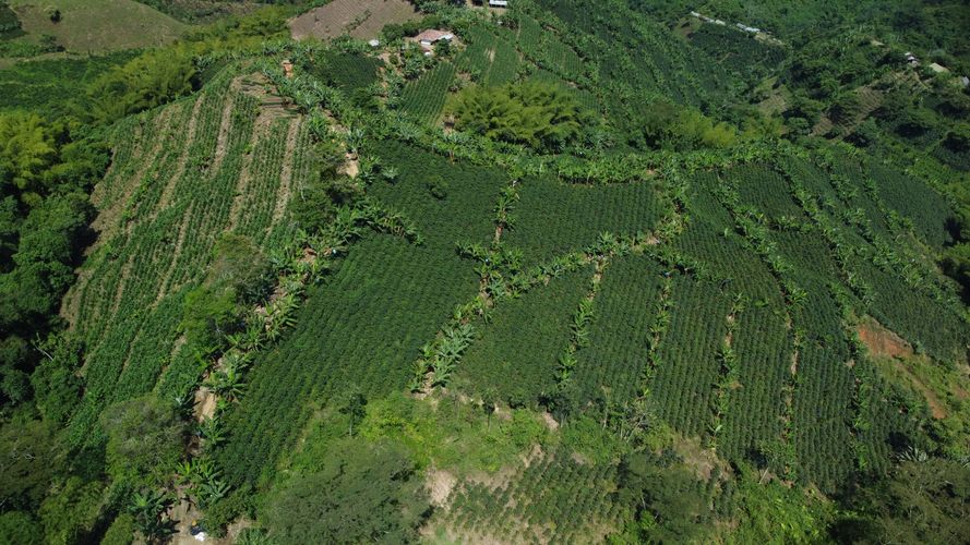 Finca en  Venta en El trebol, Chinchiná - Miniatura 5