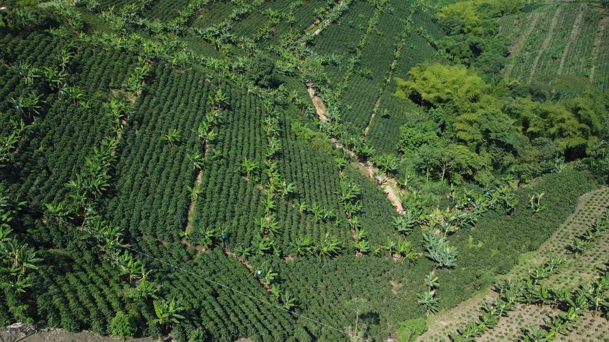 Finca en  Venta en El trebol, Chinchiná - Miniatura 6