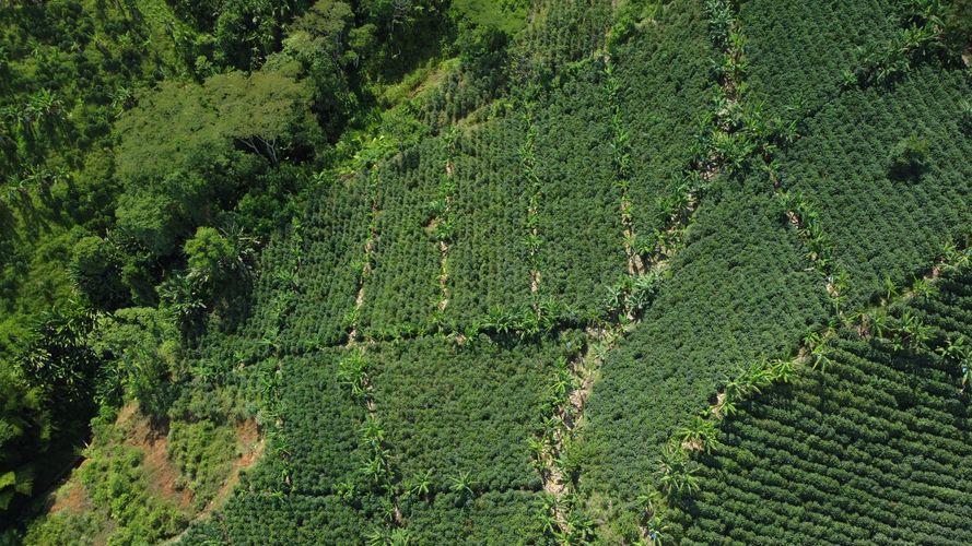 Finca en  Venta en El trebol, Chinchiná - Miniatura 7