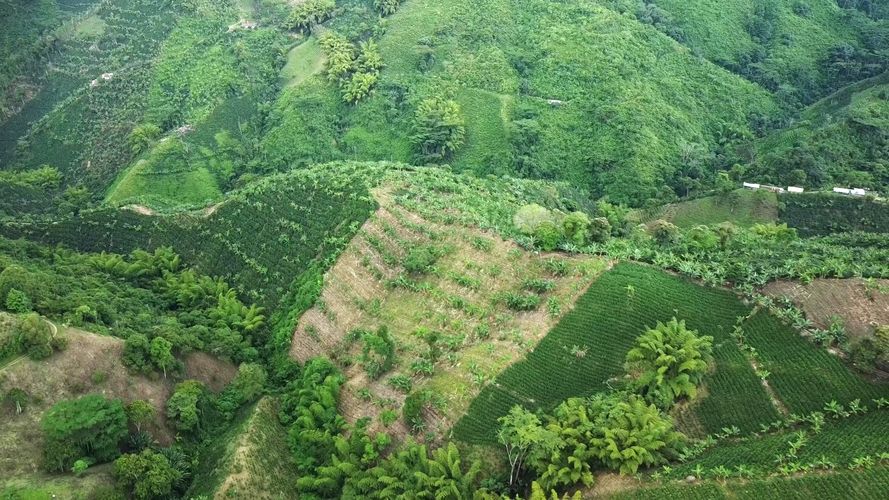 Finca en  Venta en El trebol, Chinchiná - Miniatura 10