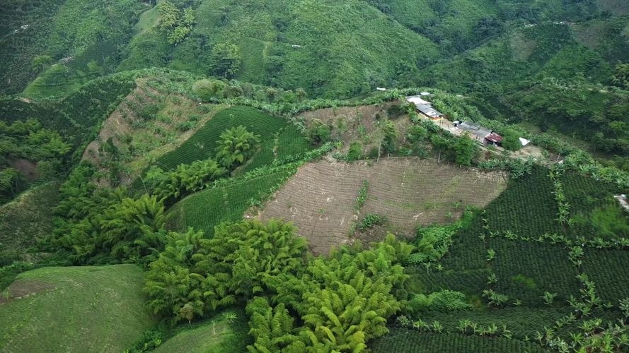 Finca en  Venta en El trebol, Chinchiná - Miniatura 11