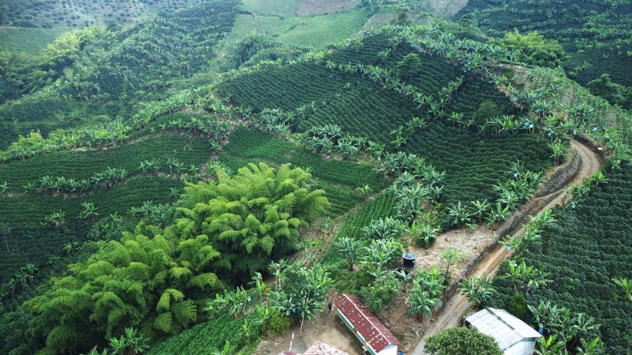 Finca en  Venta en El trebol, Chinchiná - Miniatura 13