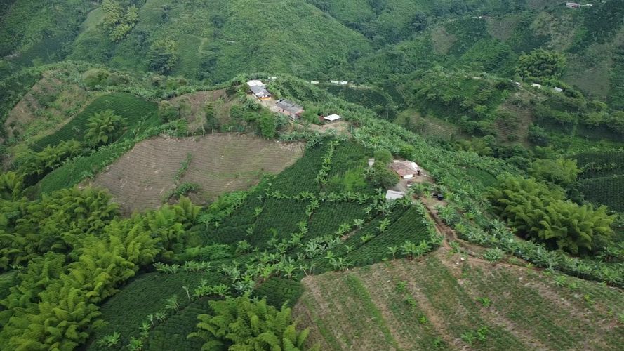 Finca en  Venta en El trebol, Chinchiná - Miniatura 14