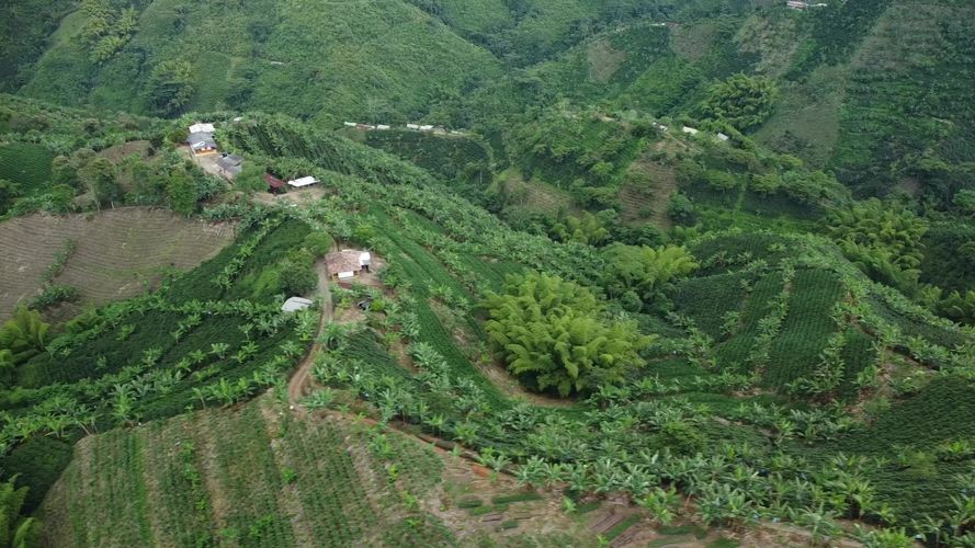 Finca en  Venta en El trebol, Chinchiná - Miniatura 15