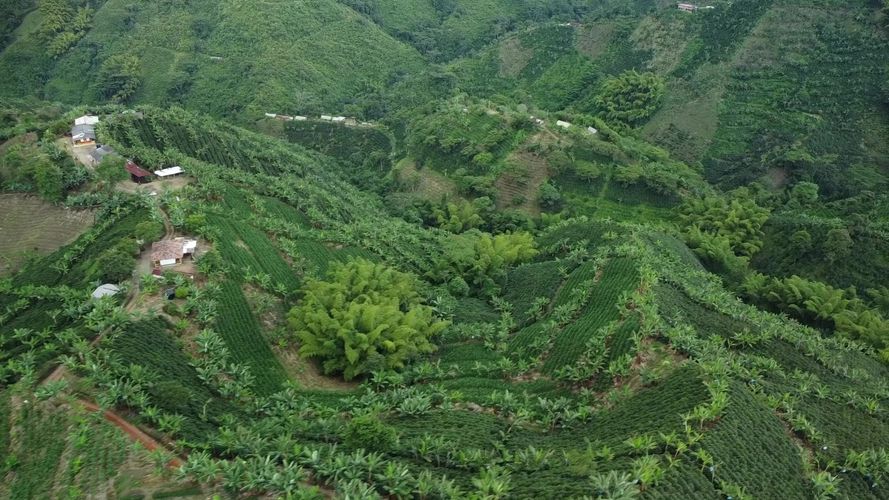Finca en  Venta en El trebol, Chinchiná - Miniatura 16