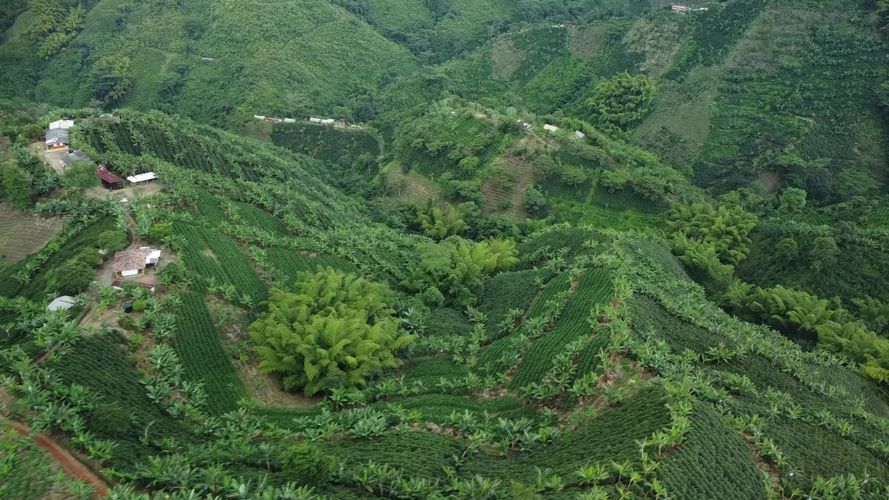 Finca en  Venta en El trebol, Chinchiná - Miniatura 17