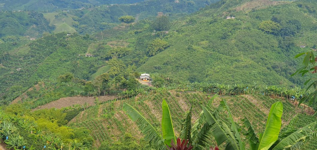 Finca en  Venta en El trebol, Chinchiná - Miniatura 18