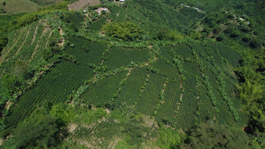 Finca en  Venta en El trebol, Chinchiná - Miniatura 19