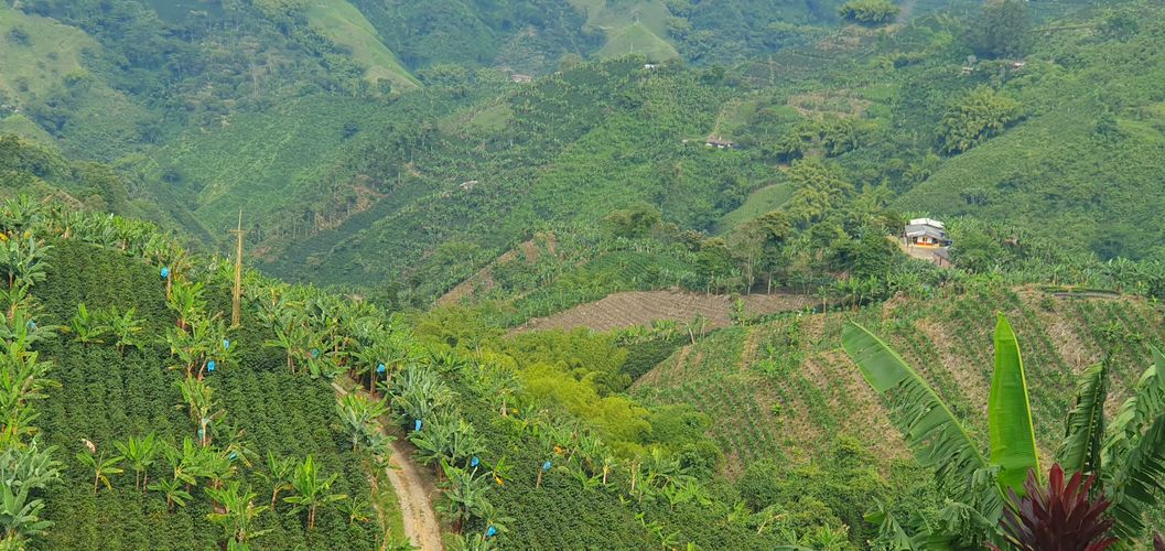 Finca en  Venta en El trebol, Chinchiná - Miniatura 20