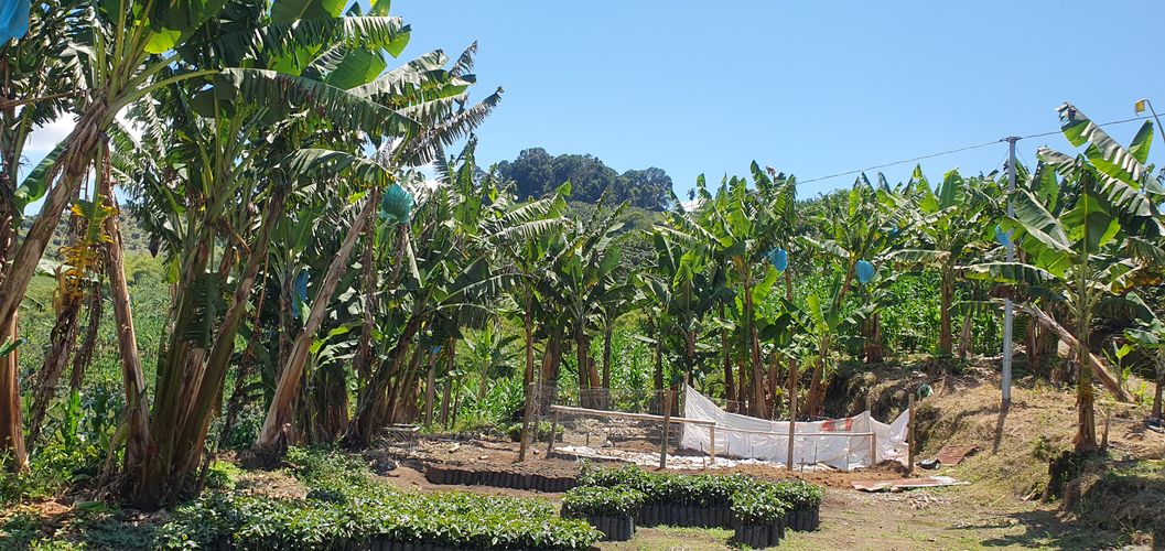 Finca en  Venta en El trebol, Chinchiná - Miniatura 22