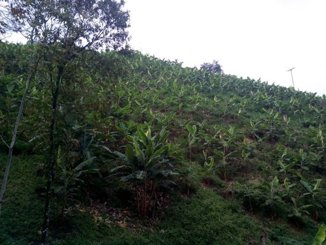 Finca en  Venta en Monterredondo, Belalcazar - Miniatura 8