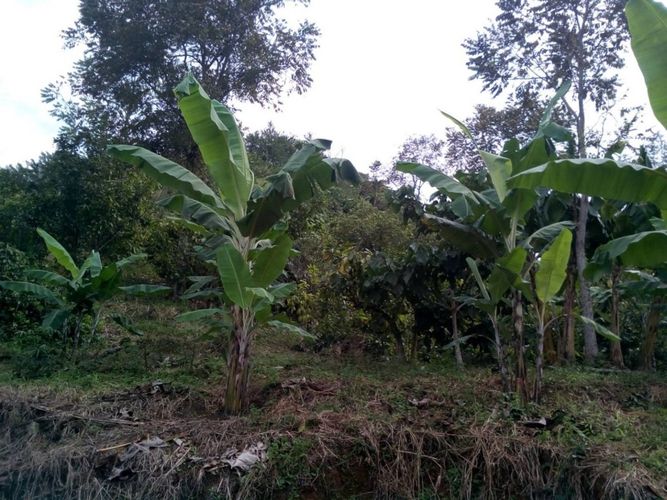 Finca en  Venta en Monterredondo, Belalcazar - Miniatura 10