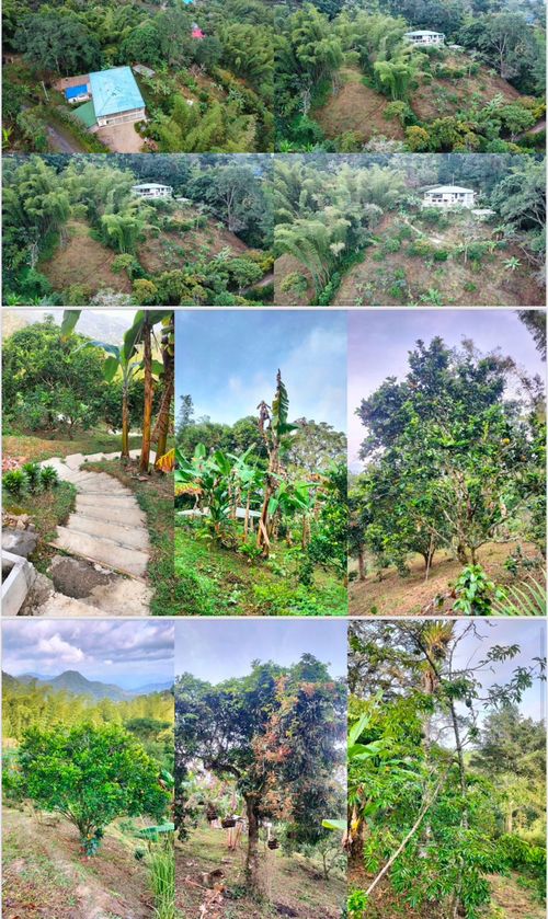 Finca en  Arriendo en Centro 1, La vega - Miniatura 24