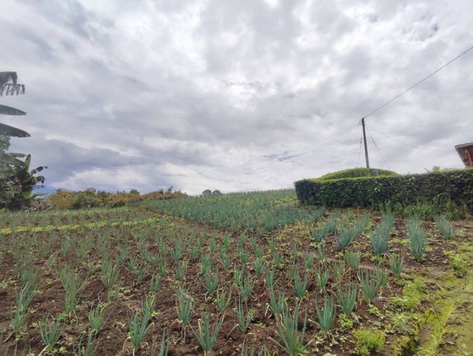 Finca en  Venta en La bella, Pereira - Imagen 1