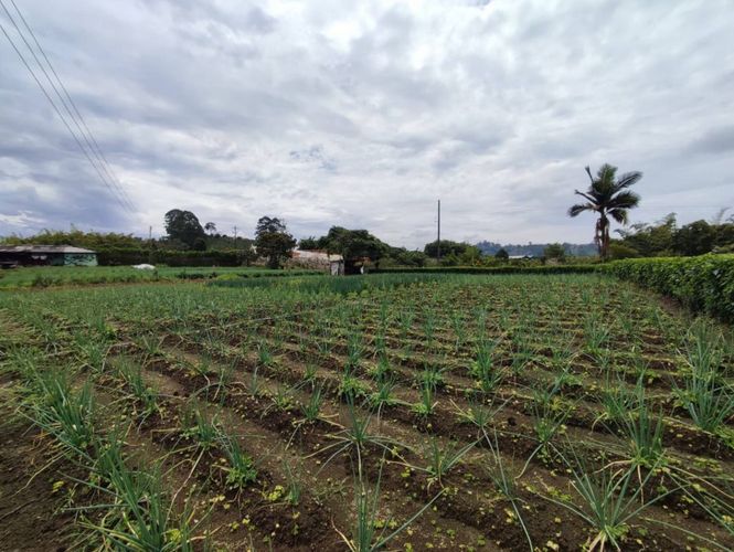 Finca en  Venta en La bella, Pereira - Miniatura 3