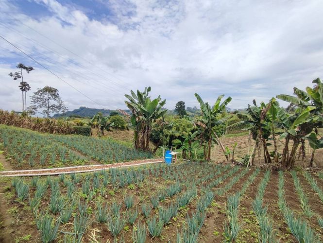 Finca en  Venta en La bella, Pereira - Miniatura 4