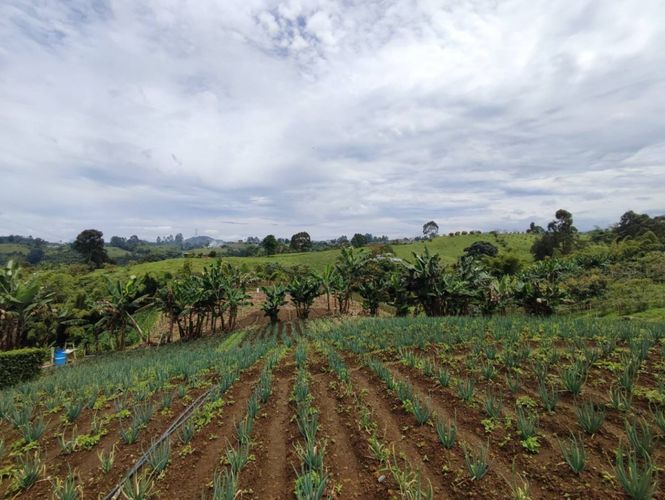 Finca en  Venta en La bella, Pereira - Miniatura 5