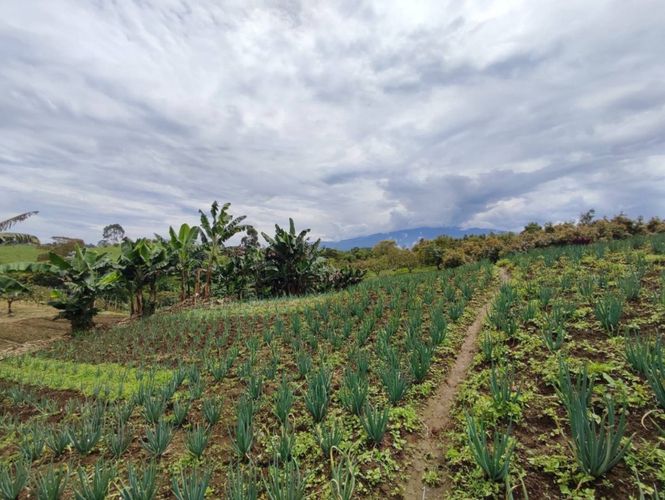 Finca en  Venta en La bella, Pereira - Miniatura 7