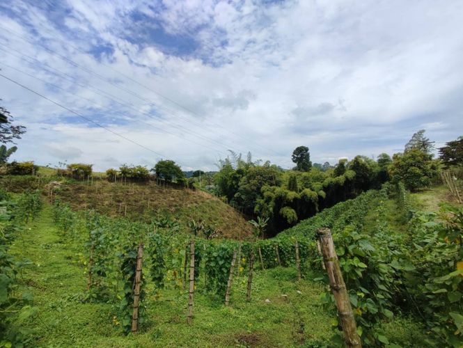 Finca en  Venta en La bella, Pereira - Miniatura 8