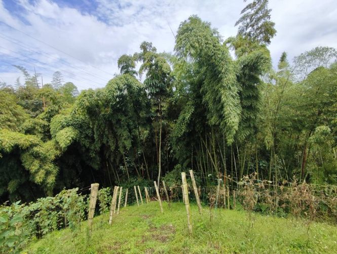 Finca en  Venta en La bella, Pereira - Miniatura 10