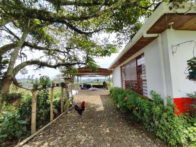 Finca en  Venta en La bella, Pereira - Miniatura 17