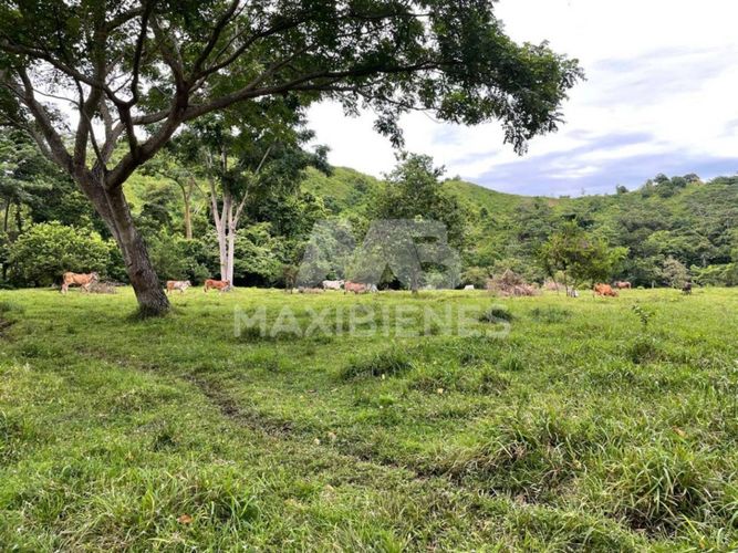 Finca en  Arriendo - Miniatura 5