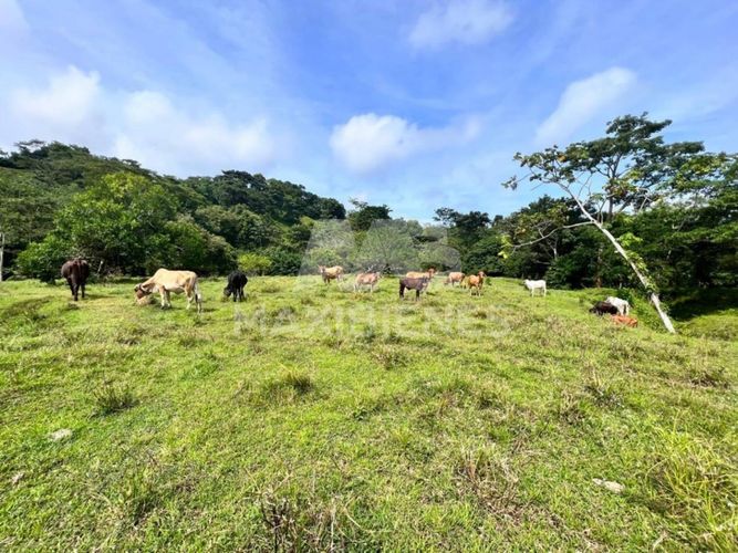 Finca en  Arriendo - Miniatura 12