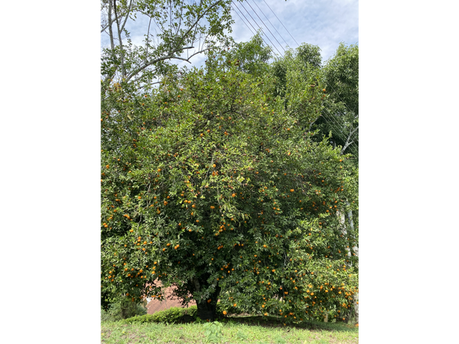 Finca en  Venta en Villeta - Miniatura 25