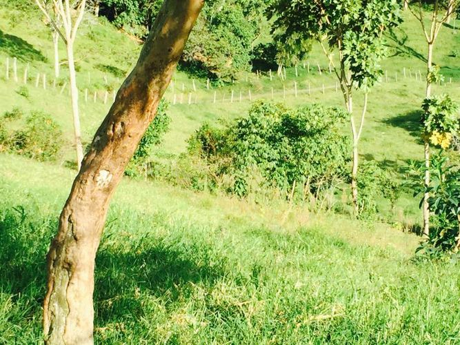 Finca en venta en Viani - Miniatura 17