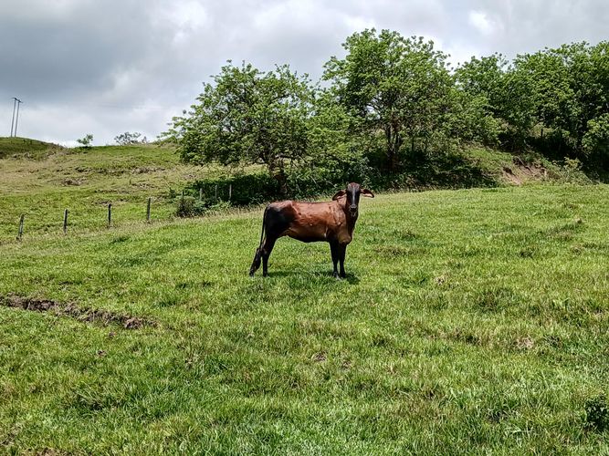 Finca en  Venta en Galicia, Bugalagrande - Miniatura 9