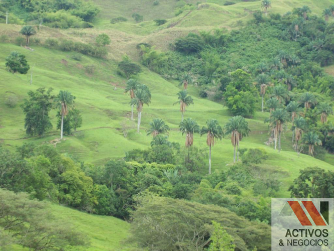 Finca en  Venta en Cruces, Cali - Miniatura 16