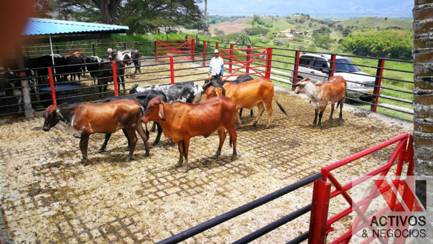 Finca en  Venta en Cruces, Cali - Miniatura 19