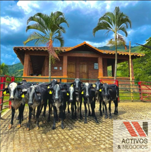 Finca en  Venta en Cruces, Cali - Miniatura 20