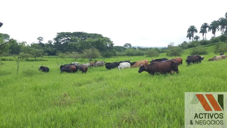 Finca en  Venta en Cruces, Cali - Miniatura 23