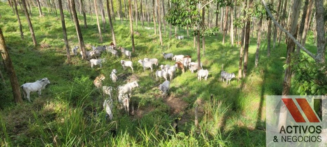 Finca en venta en Fredonia - Miniatura 9