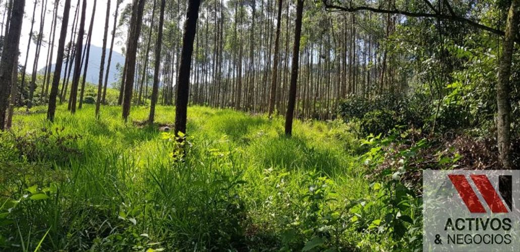 Finca en venta en Fredonia - Miniatura 15